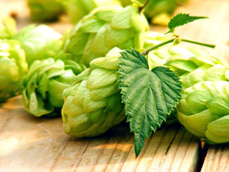 精釀啤酒 | 酒花制品的種類及特點有哪些？